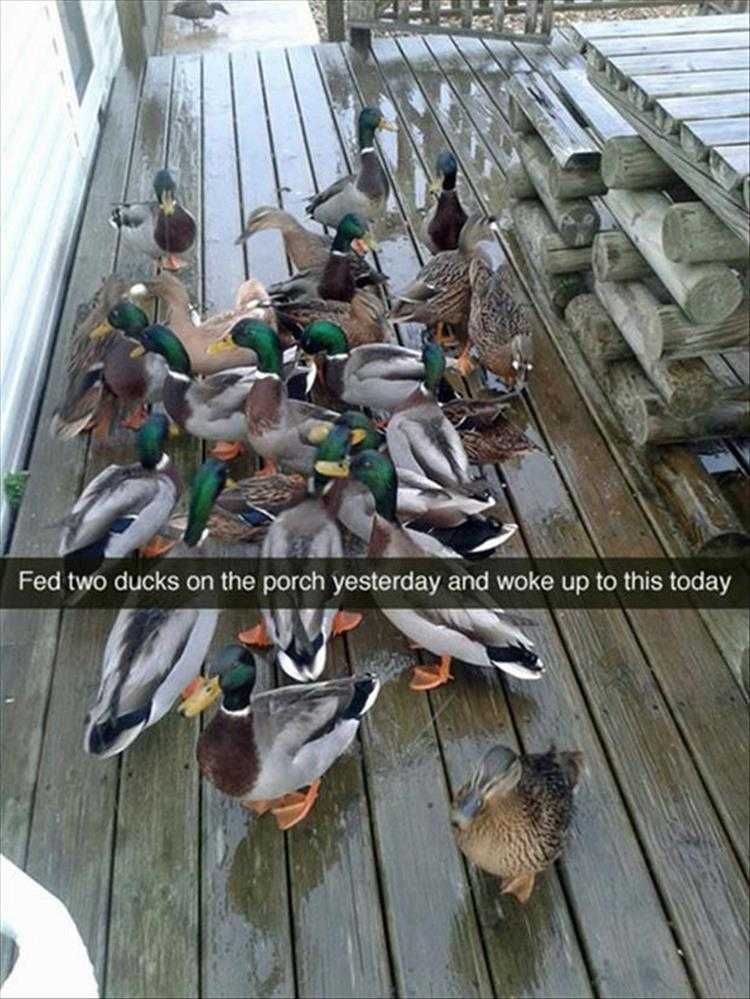Top 36 Funny Animal Memes Of The Day 5Fc265E4B3584