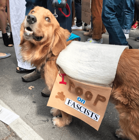 Tumblr_Ow1Aq8Nrdl1Vvme2Xo1_540 Funny Protest Signs I Poop On Facists