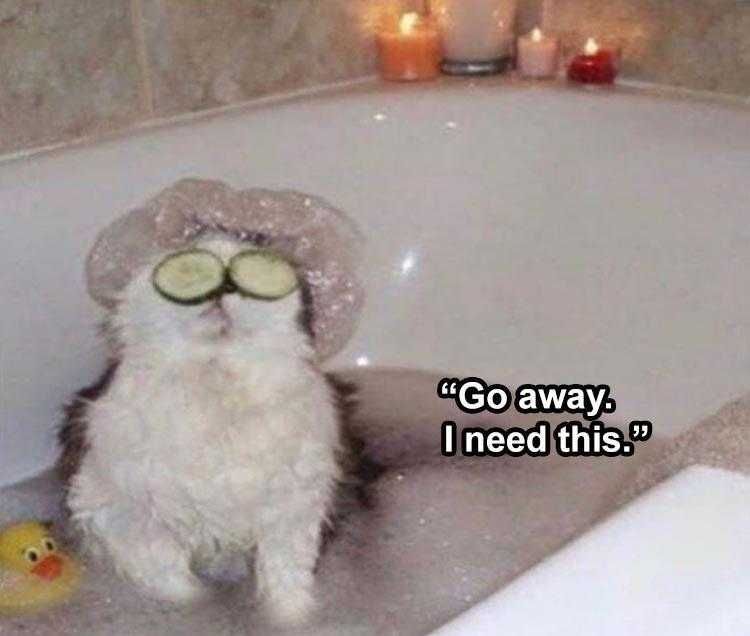 Funniest Pet Pic Cat Therapy