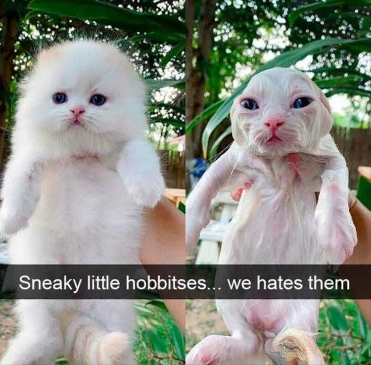 Funniest Pet Pics Gollum Cat