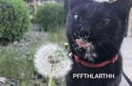 Funniest Pet Pics  Not So Dandy
