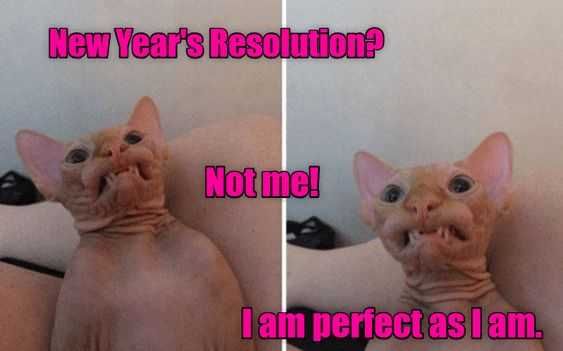 New-Years-Resolution-Memes-19 Funny New Years Resolution Memes Purrfect Cats Don'T Need Resolutions