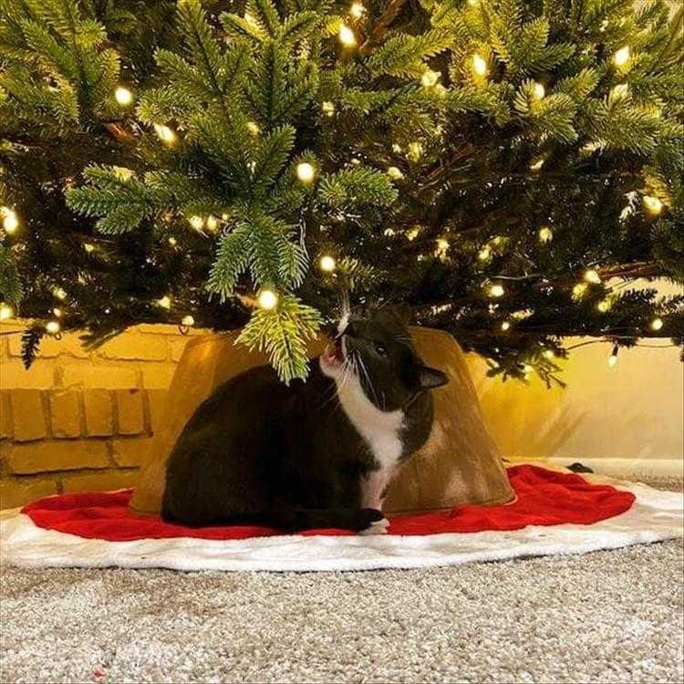 Cats Vs Christmas Tree Meme Attack The Light
