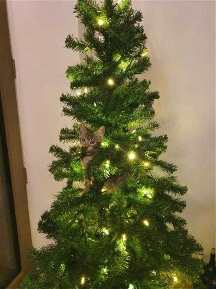 Cats Vs Christmas Tree Meme Lighting My World