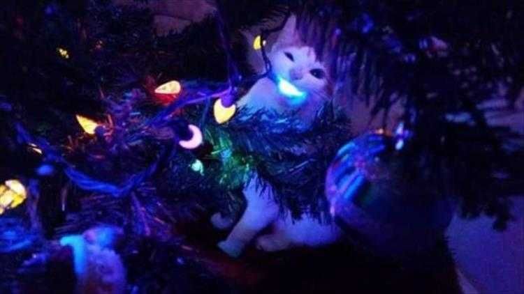 Cats Vs Christmas Tree Meme Eat Glowing Treat