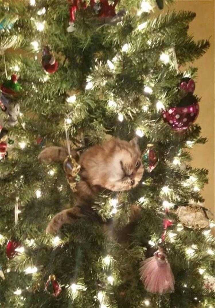 Cats Vs Christmas Tree Meme Found It
