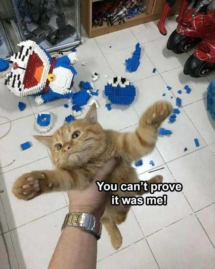 Funny Pet Meme Pictures Innocent Till Proven Guilty