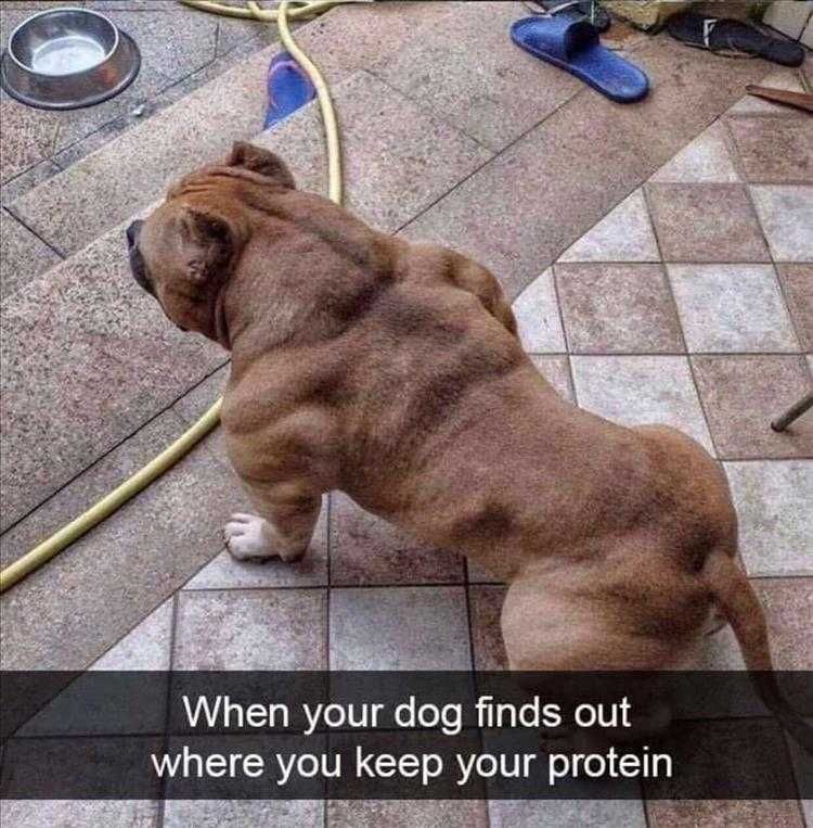 Funny Pet Meme Pictures Schwarzenegger Of Dogs