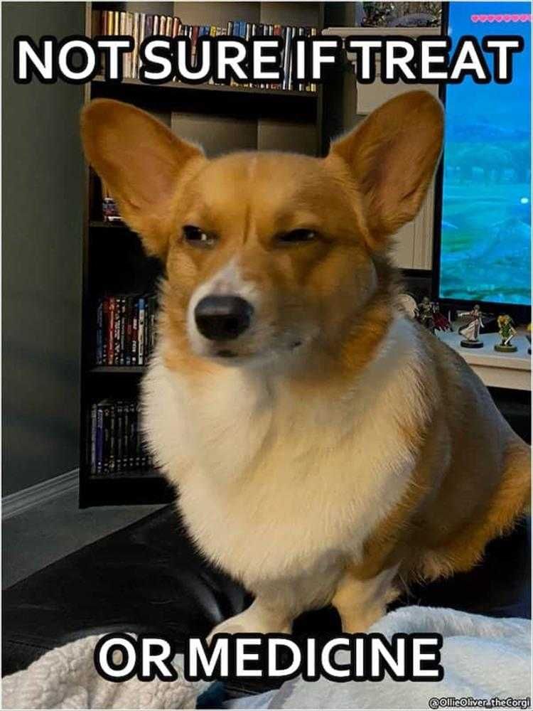 Funny Pet Meme Pictures Sus