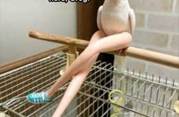 Funny Pet Meme Pictures  Eyes Up