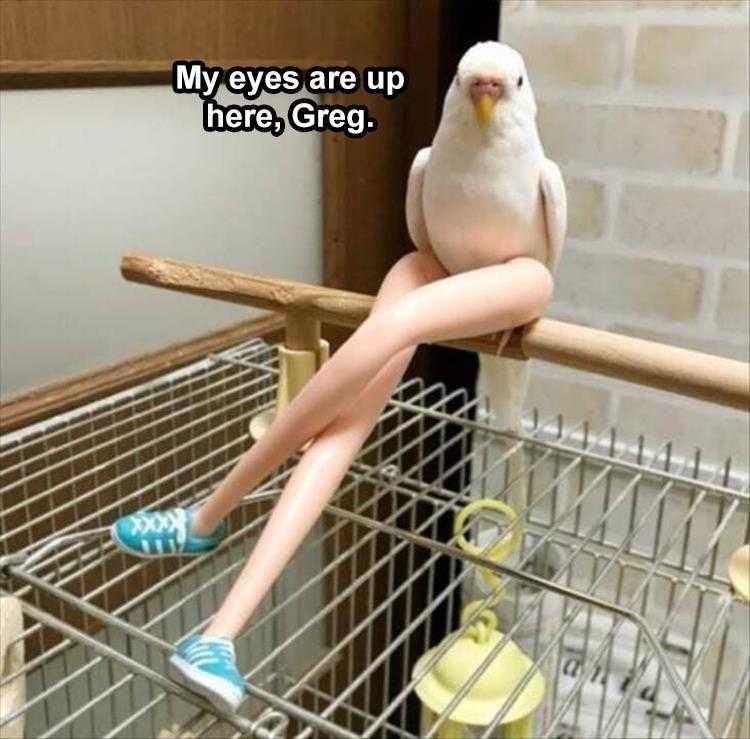 Funny Pet Meme Pictures Eyes Up