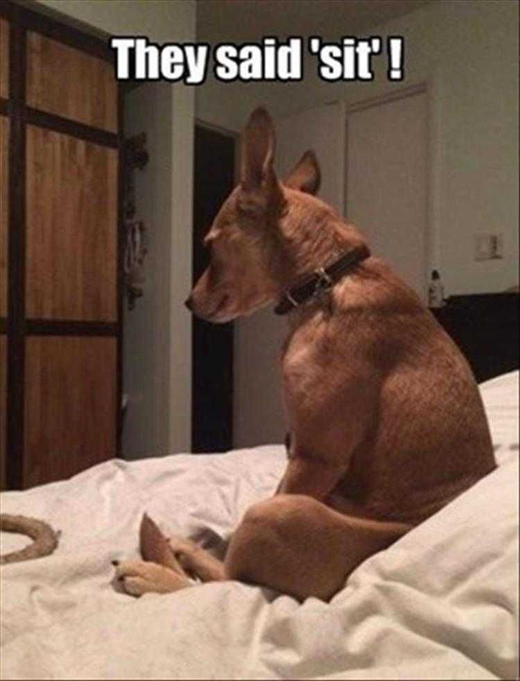 Funny Pet Meme Pictures Sit They Got