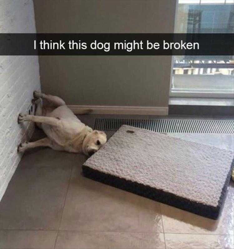 Funny Pet Meme Pictures Gravity Is Overrated