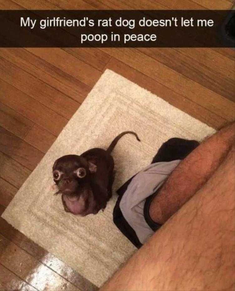 Funny Pet Meme Pictures What Is This Smell