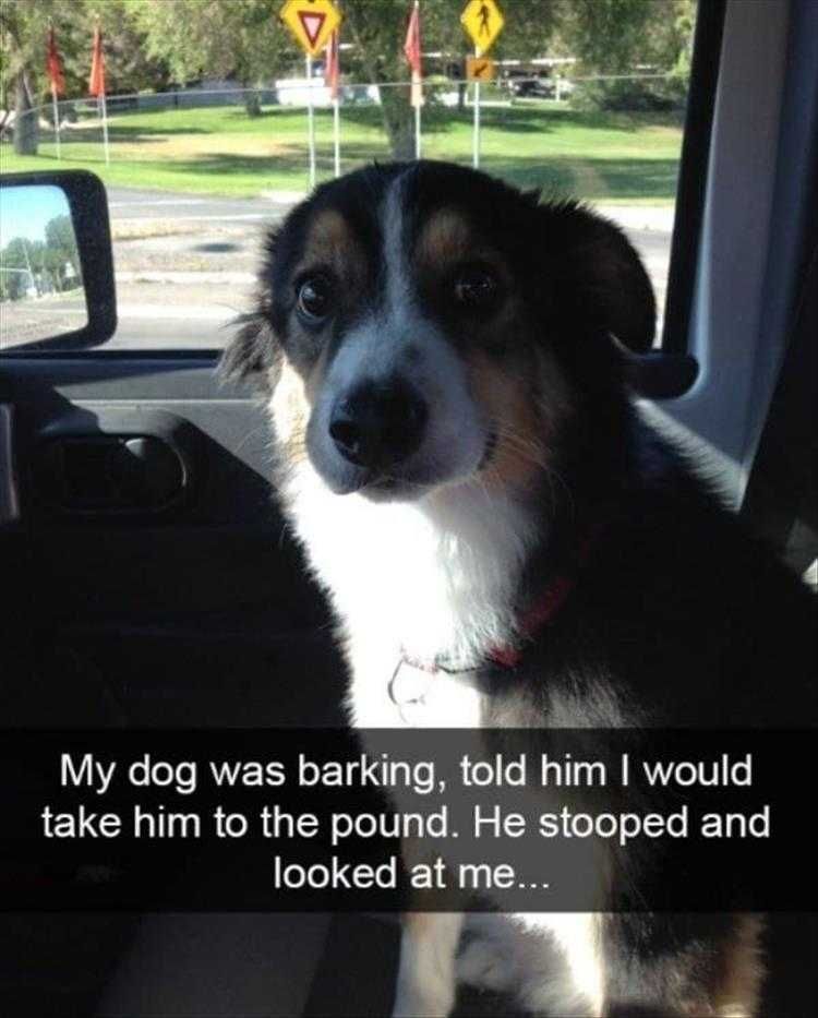 Funny Pet Meme Pictures Thought We Were Friends
