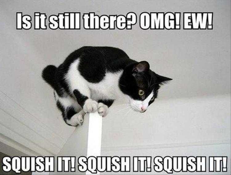 Funny Pet Meme Pictures Spiders