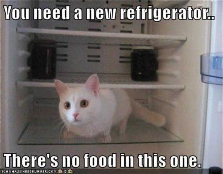 Funny Pet Meme Pictures Fridge