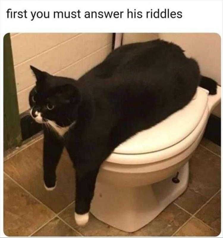 Funny Pet Meme Pictures Gatekeeper