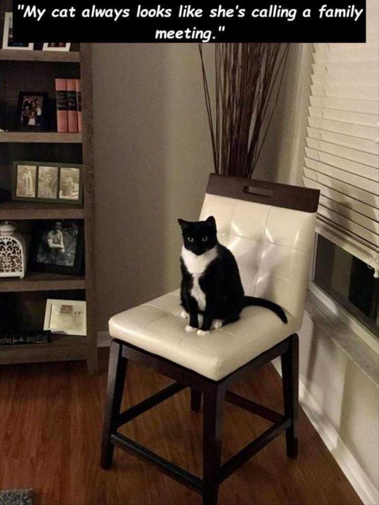 Funny Pet Meme Pictures Bring Catnip