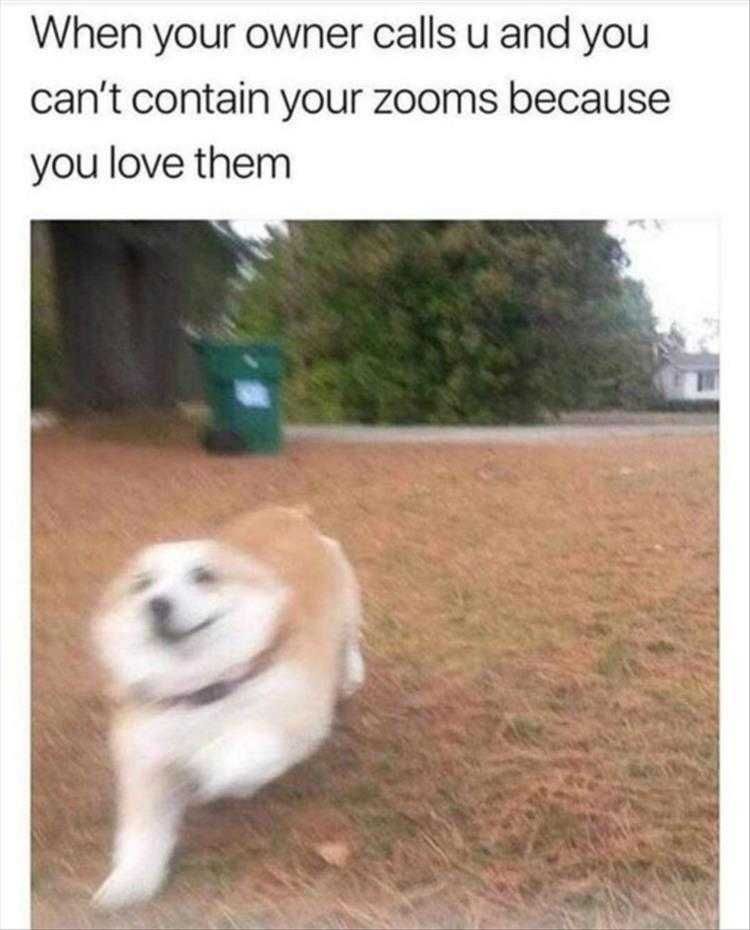 Funny Pet Meme Pictures Zoom Zoom