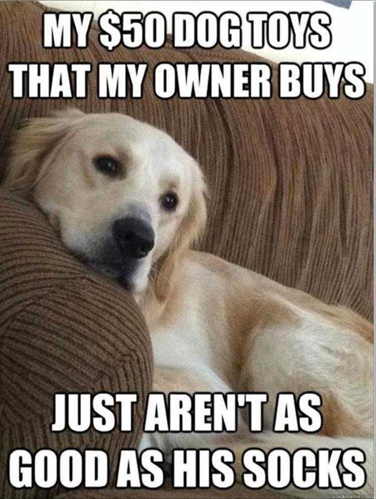 Funny Pet Meme Pictures Socks Rule