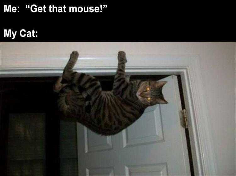 Funny Cat Meme Pictures Mouse