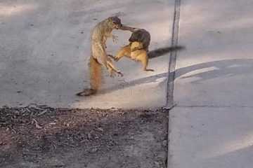 Animal Pictures Funny Enough To Floor You  Kung Fu Squirrels