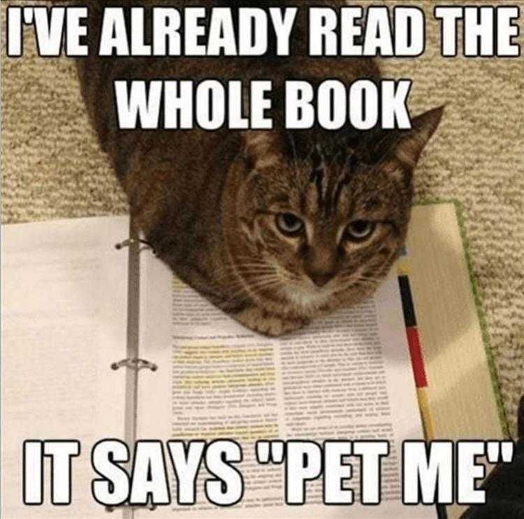 Cat Pics Funny Pet Me