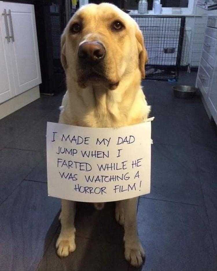 Dog Pics Funny Well Timed Fart