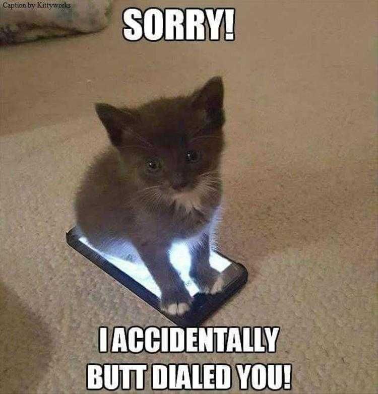 Cat Pics Funny Butt Dialing