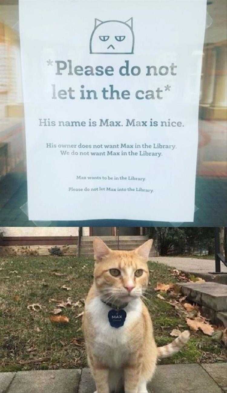 Cat Pics Funny Keep Cat Out Of Library