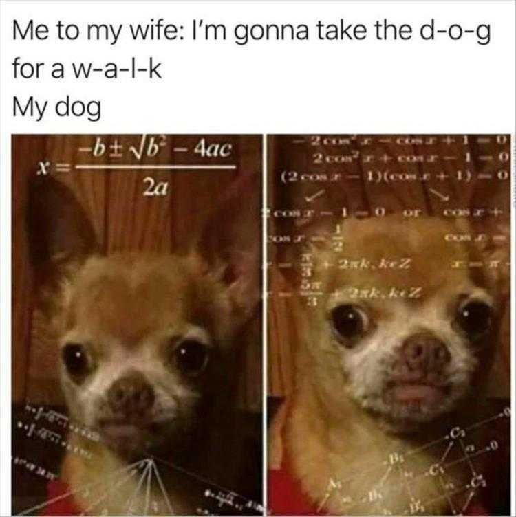 Dog Pictures Funny Dog Is Not Dumb