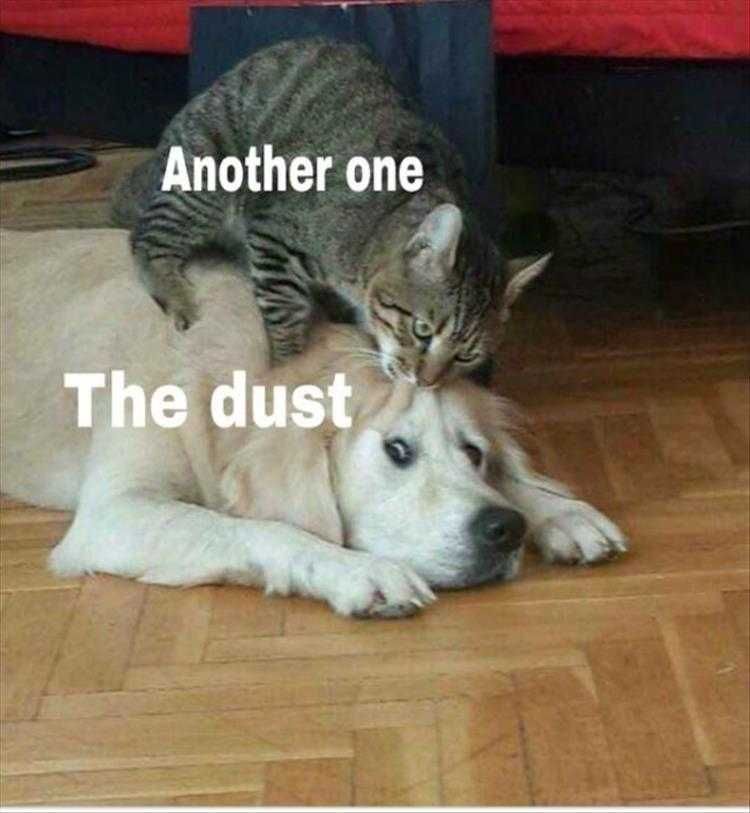 Cat Pics Funny Another One Bites The Dust