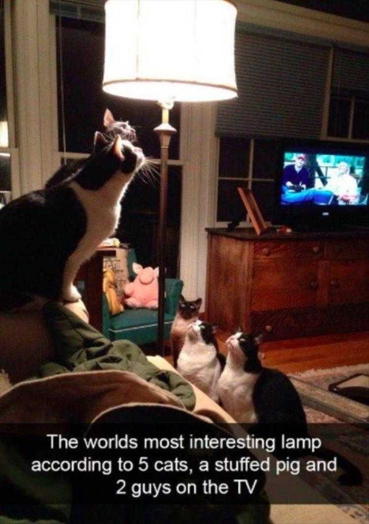 Cat Pictures Funny It'S So Beautiful