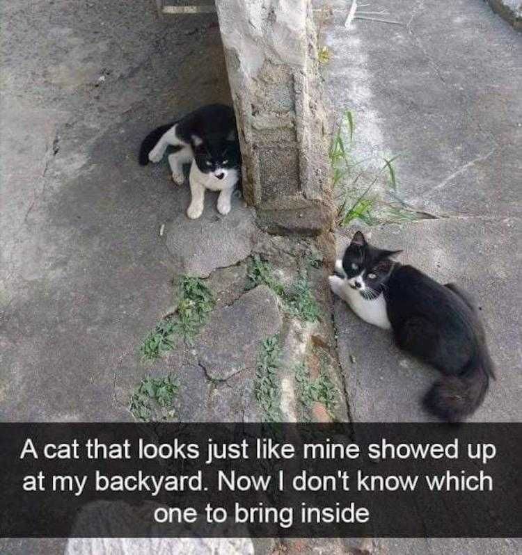 Cat Pictures Funny Stray Twin