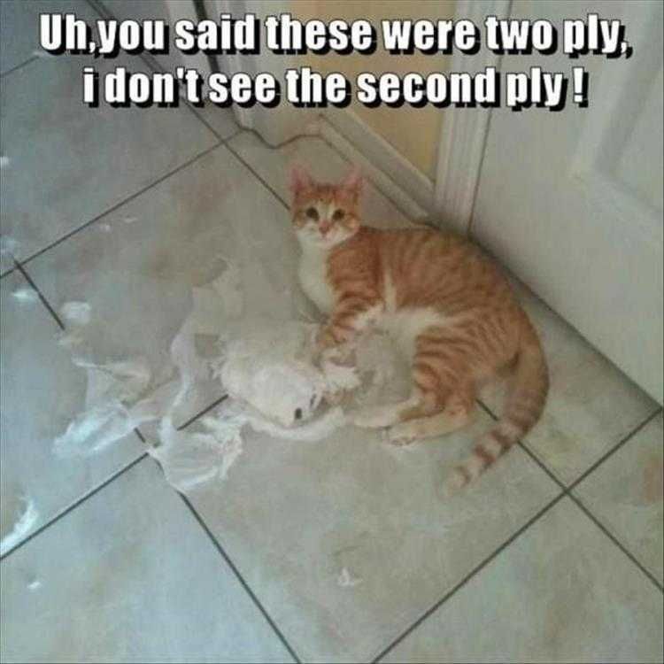 Cat Pictures Funny Consumer Test