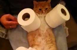 Funny Pictures With Funny Caption  Safe Massages