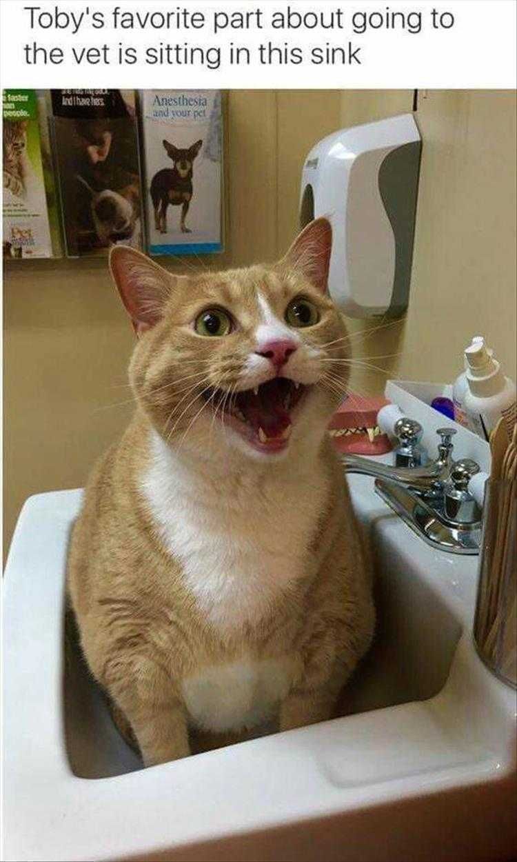 Funny Pictures With Captions Favorite Sink