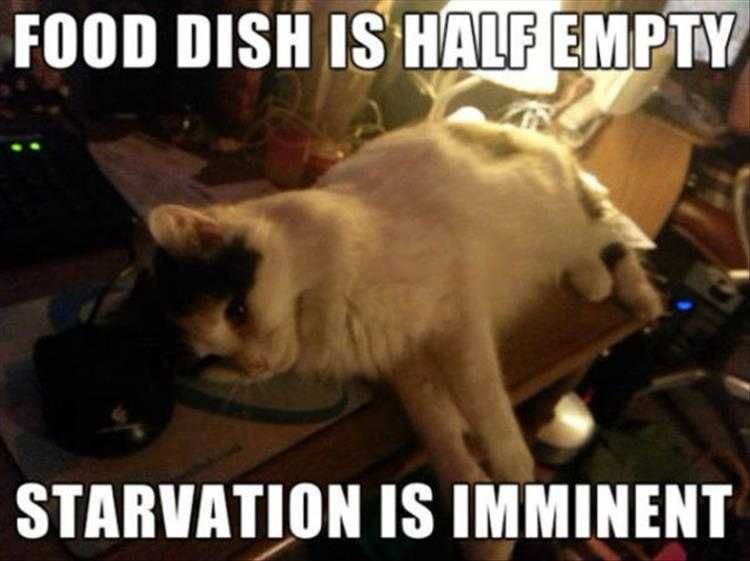 Funny Cat Picture With Caption Outlook Not Good