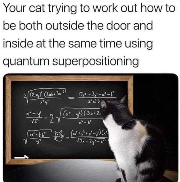 Funny Cat Picture With Caption Schrodinger'S Cat