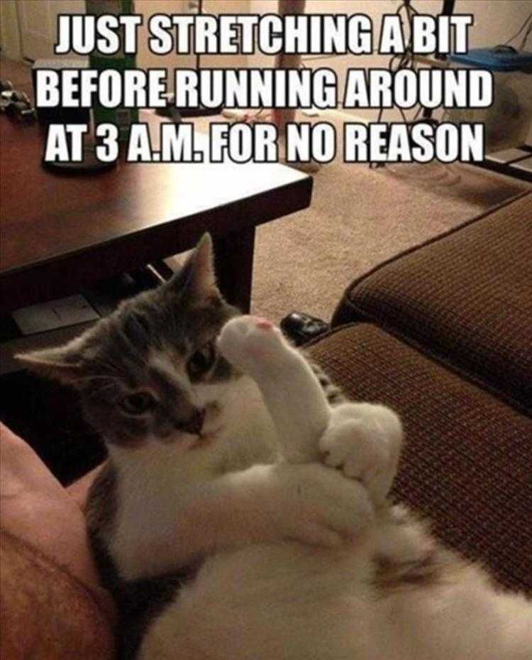 Funny Animal Photos Stretching