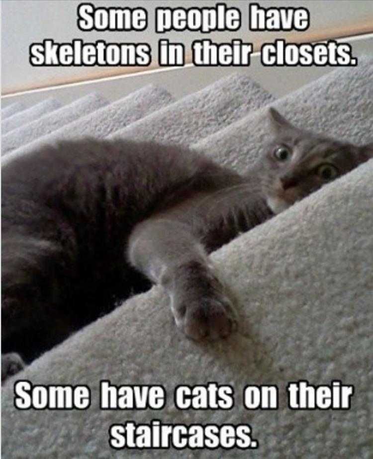 Funny Animal Photos Cat On Staircases