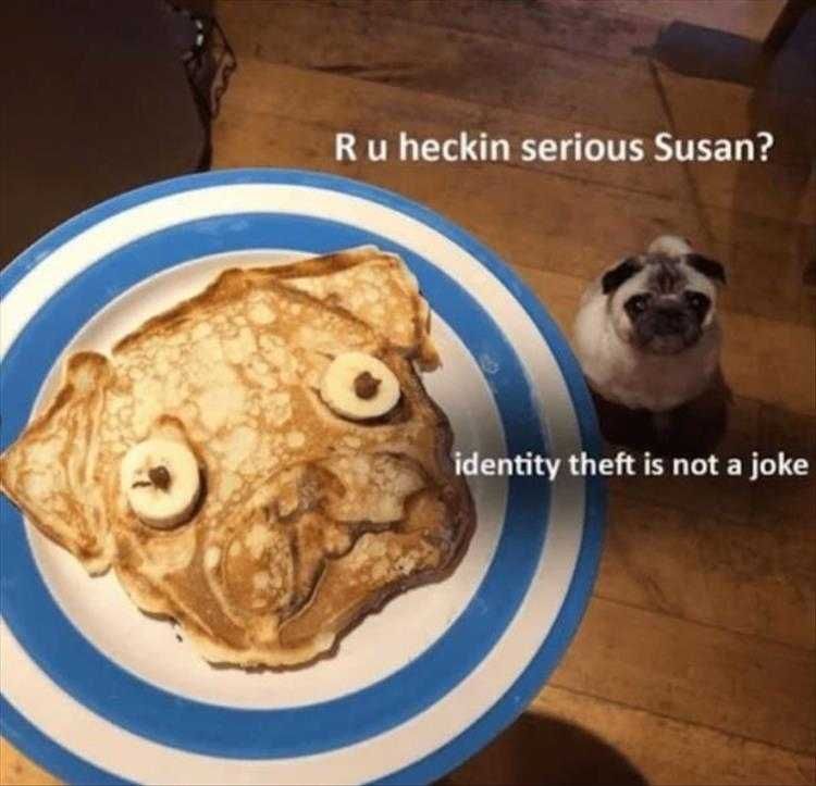 Funny Pet Photos Identity Theft