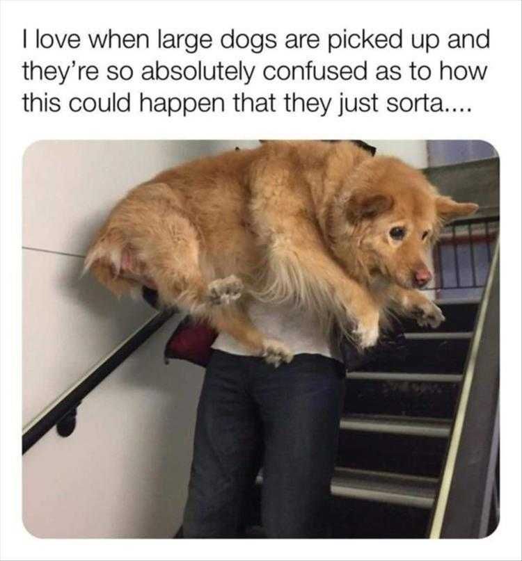Funny Pet Photos Pickup Large Pets