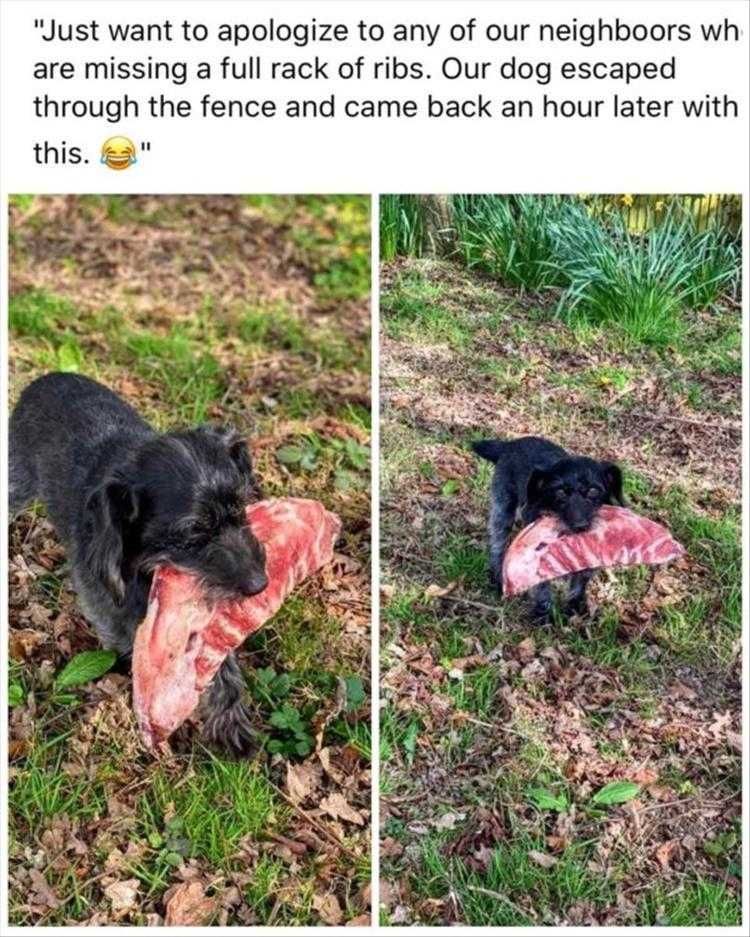 Funny Pet Photos Good Neighbour