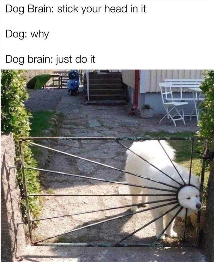 Funny Pet Photos Just Do It