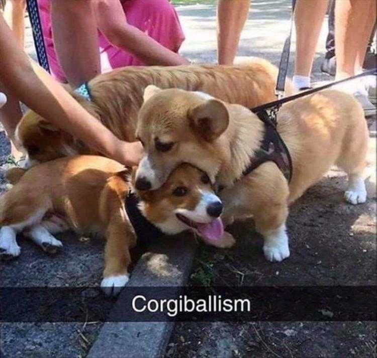 Funny Dog Photos Dog Eat Dog World