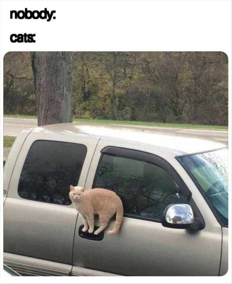 Funny Cat Photos Perch