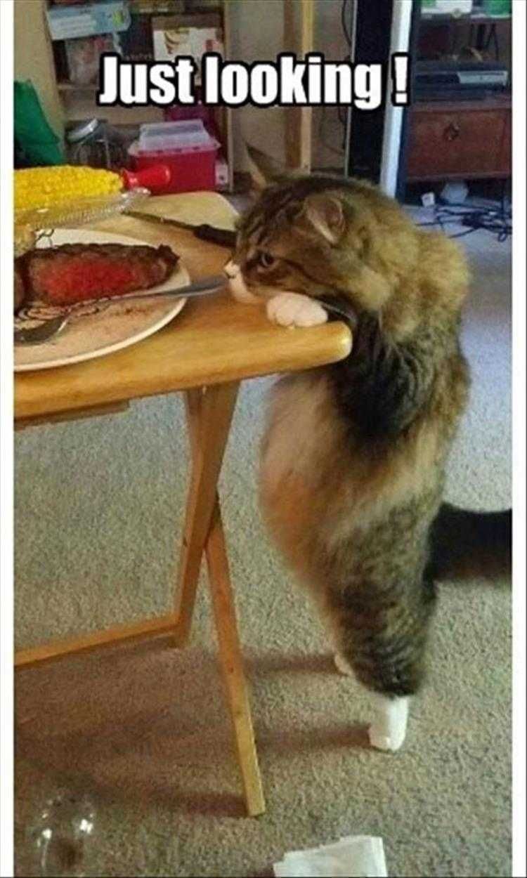 Funny Pet Cat Photos Just Looking