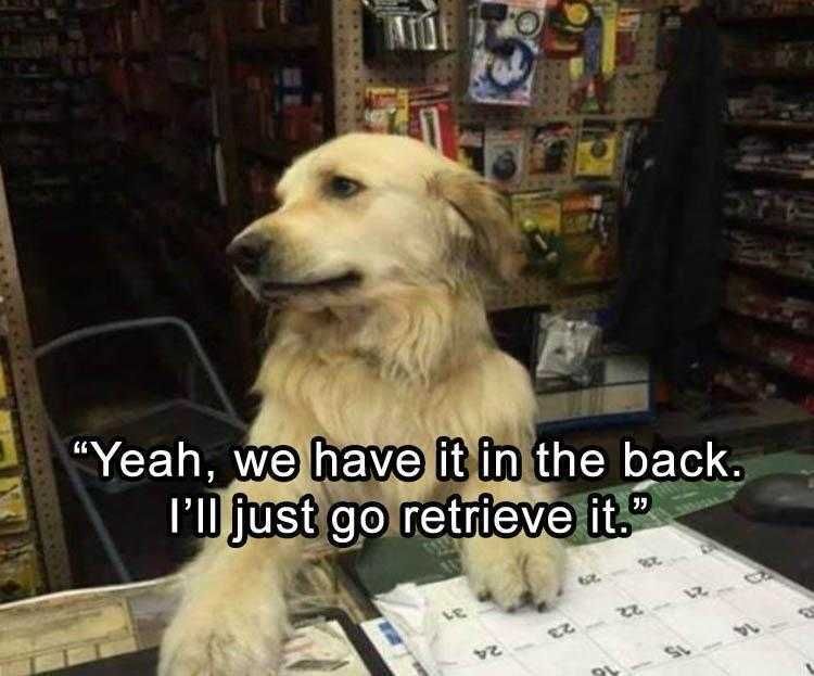 Funny Pet Dog Photos Manager